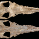 Top and bottom views of the remarkably well-preserved Maiabalaena nesbittae skull, an ancient species of toothless whale.